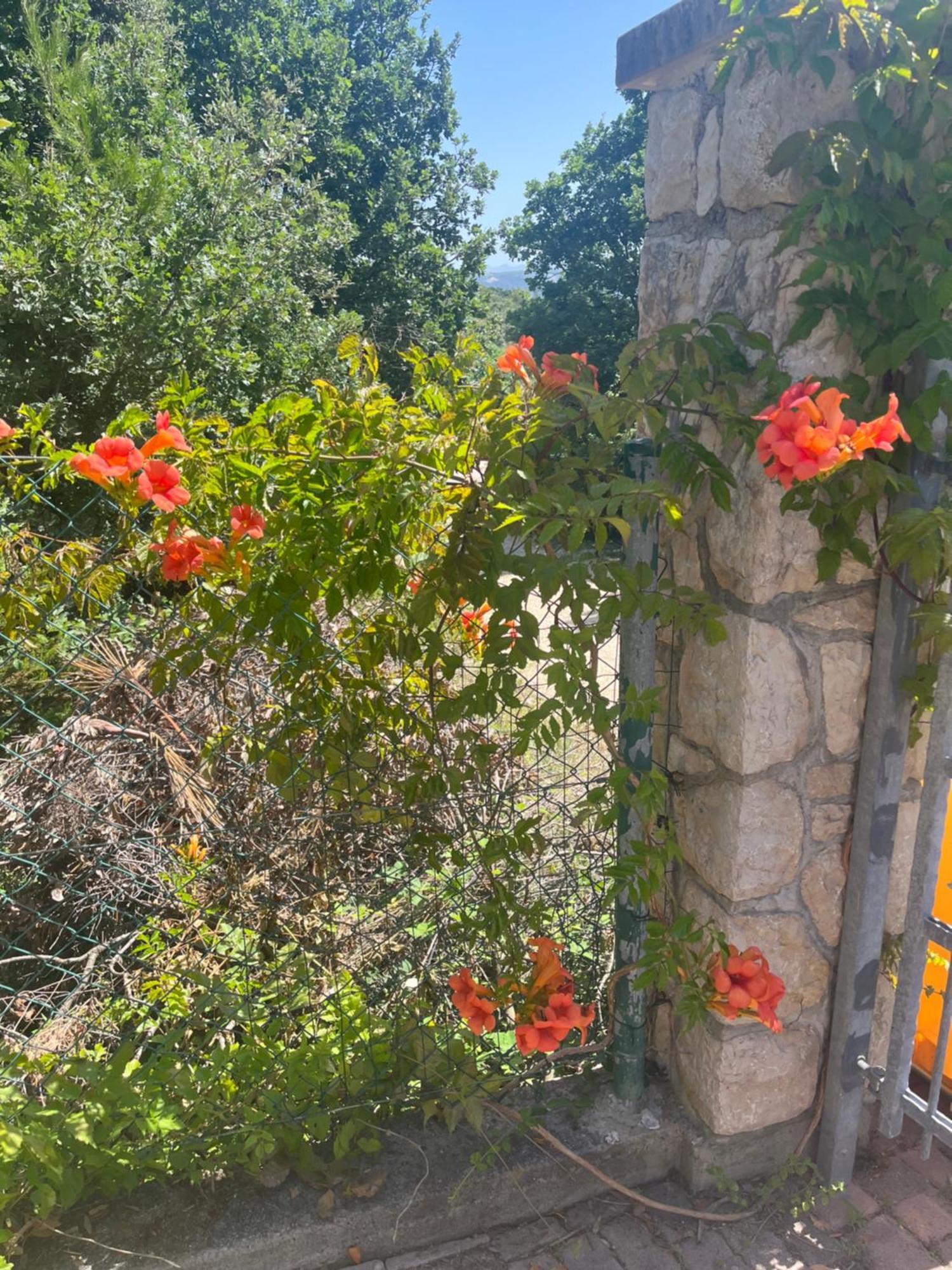 Villa Matovica Kampor Buitenkant foto