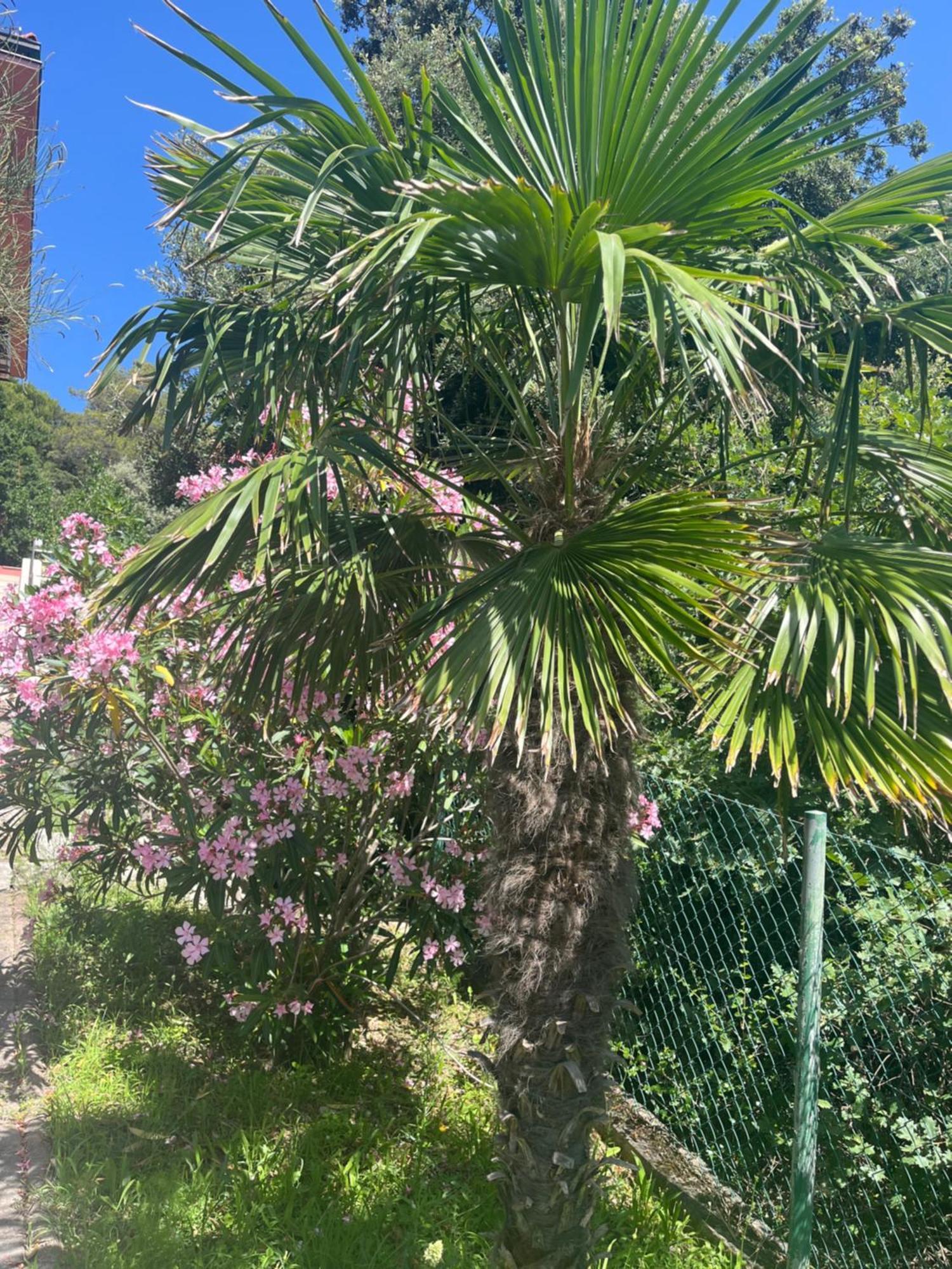 Villa Matovica Kampor Buitenkant foto